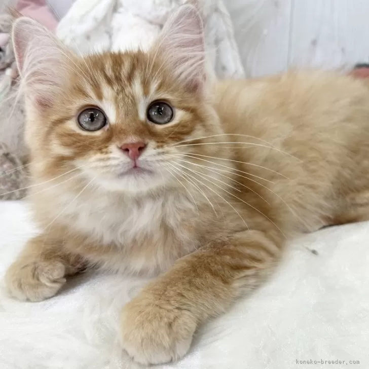 ID：2505-03030の子猫