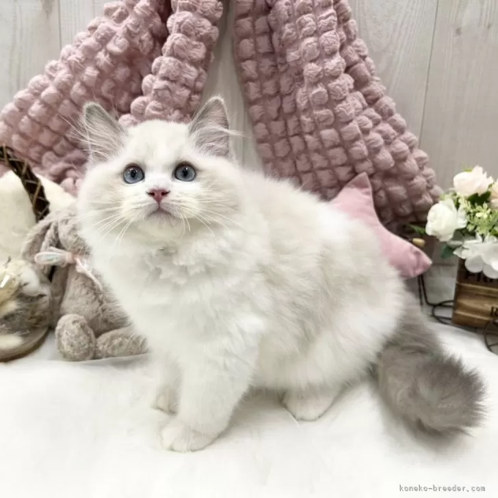 ID：2411-01647の子猫