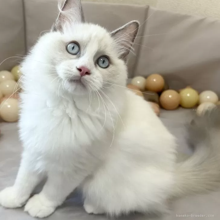 ID：2506-00924の子猫