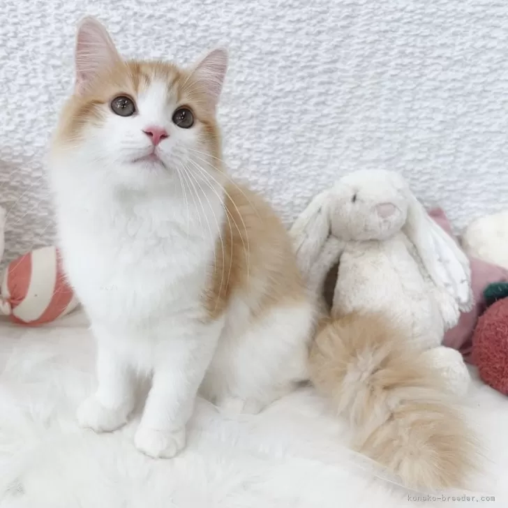 ID：2503-02817の子猫