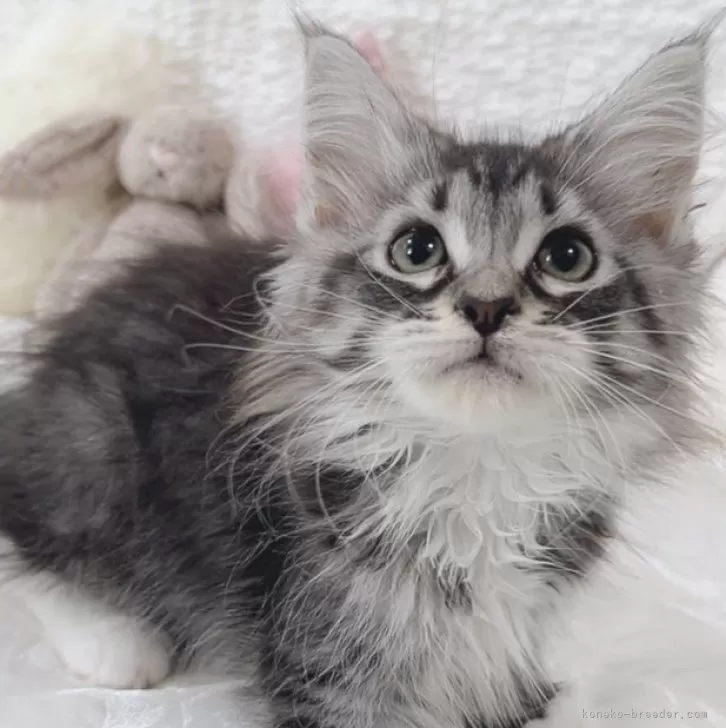 ID：2507-00807の子猫