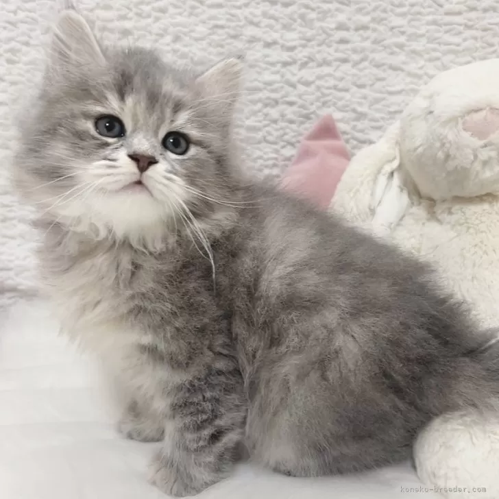 ID：2506-03212の子猫