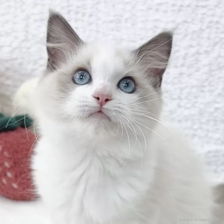 ID：2505-00040の子猫