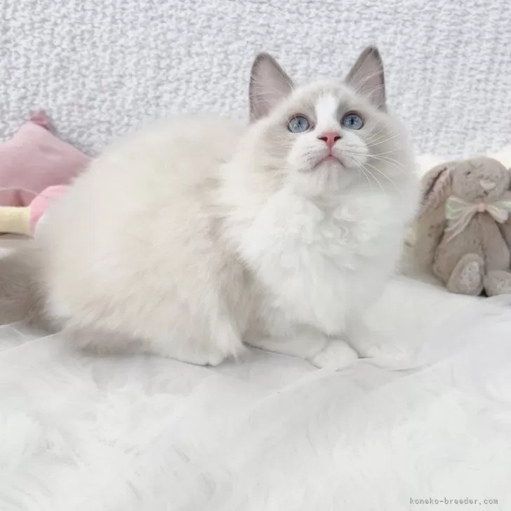 ID：2411-01644の子猫