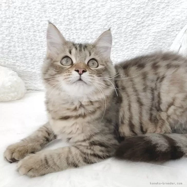 ID：2502-01681の子猫