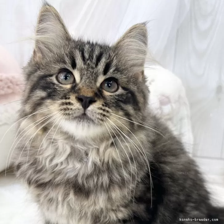 ID：2505-03026の子猫