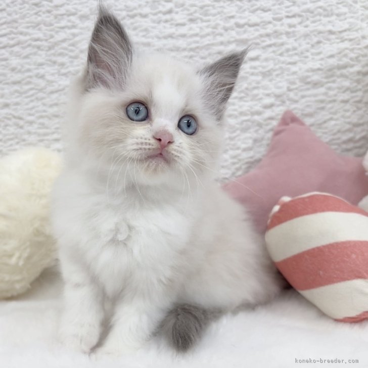 ブリーダー画像