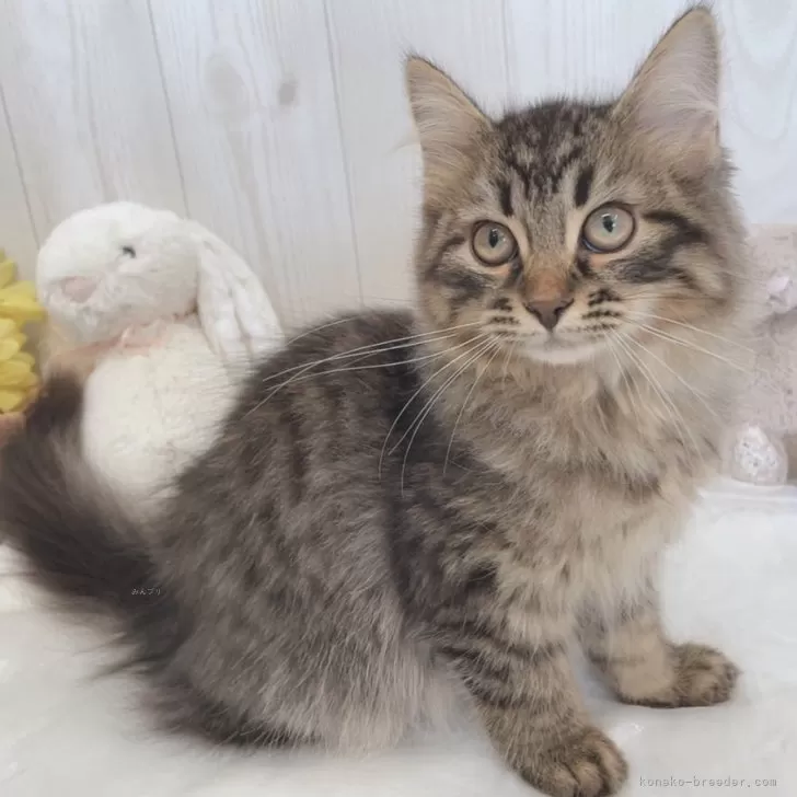 ID：2505-03021の子猫