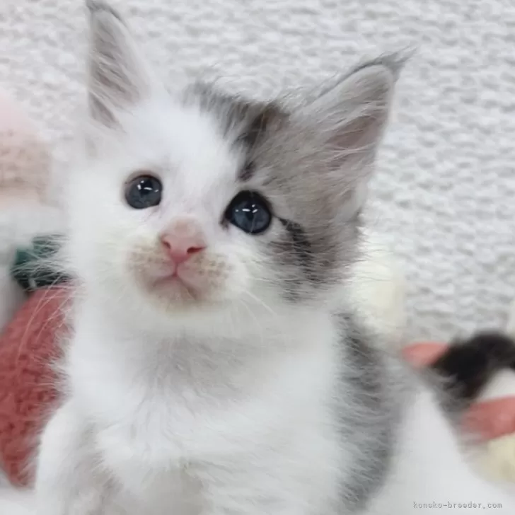 ID：2509-03020の子猫