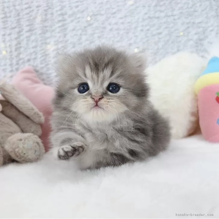 ID：2506-01525の子猫