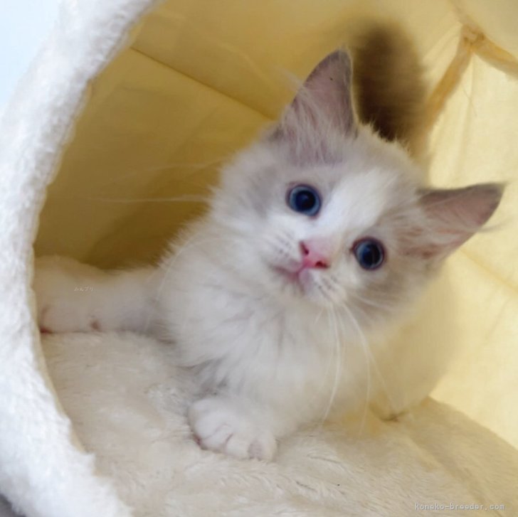 ブリーダー画像