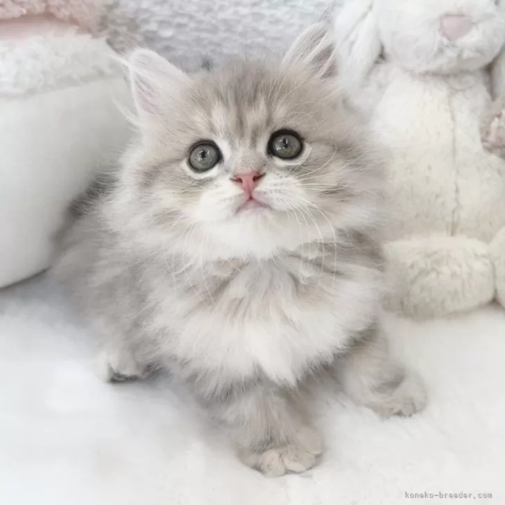 ID:2506-01531の子猫