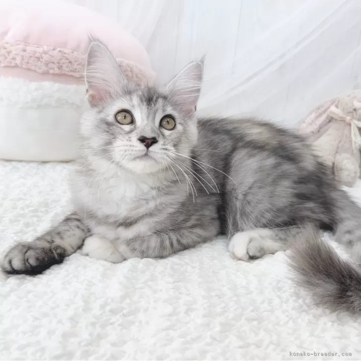 ID：2501-00863の子猫