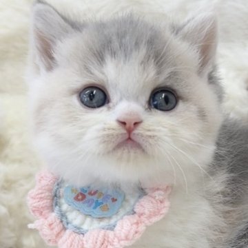 ミヌエット(長足)【大阪府・女の子・2025年10月25日・ダイリュートキャリコ】の写真「完璧な色味のダイリュートキャリコちゃん❣️」