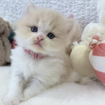 ミヌエット(長足)【大阪府・男の子・2025年10月25日・クリームタビー&ホワイト】の写真「わたあめのようにふわふわな優しい男の子♡」