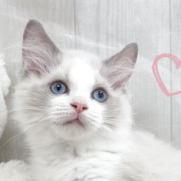 ラグドール【大阪府・男の子・2025年8月7日・ブルーポイントバイカラー】の写真「一人っ子のビッグベビー🩵」