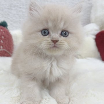 ミヌエット【大阪府・男の子・2025年10月25日・クリームタビー】の写真「見た目通りのおっとりくん🤍」