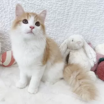 正規品♡ベビモコCAT上下セット♡オフホワイト　サイベリアン 正規品♡ベビモコCAT上下セット♡オフホワイト サイベリアン