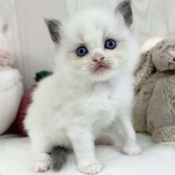 ラグドール【大阪府・女の子・2025年9月26日・ブルーポイントバイカラー】の写真「超ベビベビフェイスな女の子♡」
