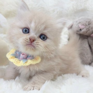 ミヌエット(長足)【大阪府・男の子・2025年10月25日・クリームタビー】の写真「見た目通りのおっとりくん🤍」