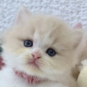 ミヌエット(長足)【大阪府・男の子・2025年10月25日・クリームタビー&ホワイト】の写真「わたあめのようにふわふわな優しい男の子♡」