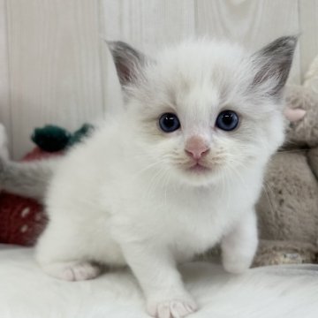 ラグドール【大阪府・男の子・2025年9月26日・ブルーポイントバイカラー】の写真「既にイケメン‼︎骨格もしっかりした男の子💙」