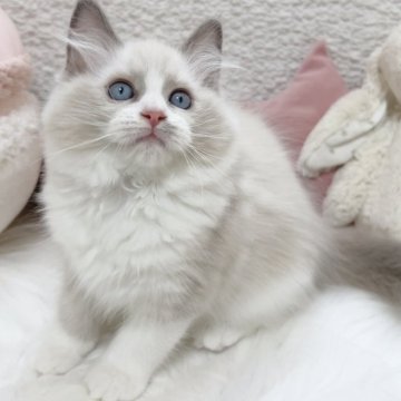ラグドール【大阪府・女の子・2025年5月7日・ブルーポイントバイカラー】の写真「もっふりもふもふ♡ぬいぐるみのようにかわいい女の子」