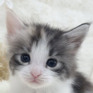 メインクーン【大阪府・女の子・2025年11月25日・キャリコ】の写真「チャンピオン血統‼︎三毛のメインクーンちゃん♡」