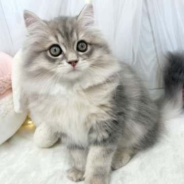 ミヌエット(長足)【大阪府・男の子・2025年5月14日・ブルータビー】の写真「今が1番可愛い時期です☺️♡」