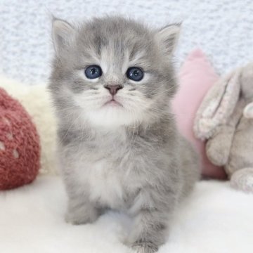 サイベリアン【大阪府・女の子・2025年5月29日・ブルータビー】の写真「まんまるもっふり可愛い女の子♡」