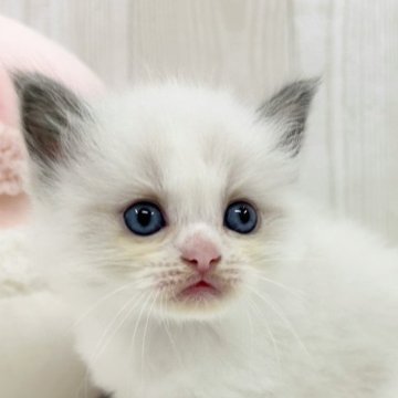 ラグドール【大阪府・女の子・2025年9月26日・ブルーポイントバイカラー】の写真「超ベビベビフェイスな女の子♡」