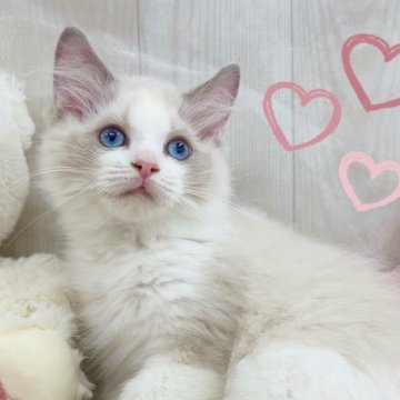 ラグドール【大阪府・男の子・2025年8月7日・ブルーポイントバイカラー】の写真「一人っ子のビッグベビー🩵」