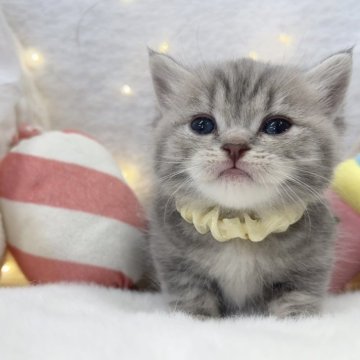 ミヌエット(短足)【大阪府・女の子・2025年10月25日・ブルータビー】の写真「存在感抜群❣️超短足のプリティガール🐥🎀」