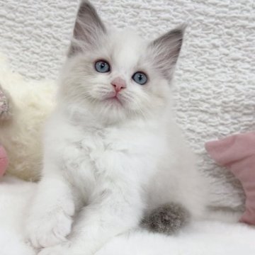 ラグドール【大阪府・女の子・2025年9月26日・ブルーポイントバイカラー（ふわっふわ♡）】の写真「誰が見ても美人な王道可愛い女の子♡」