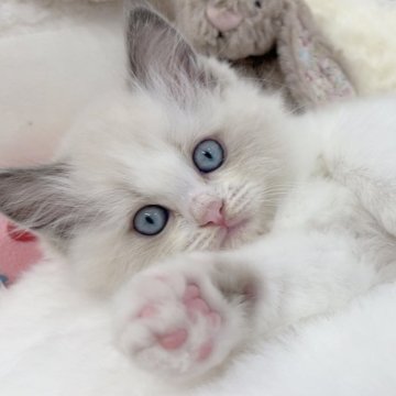 ラグドール【大阪府・女の子・2025年9月26日・ブルーポイントバイカラー（毛量たっぷり🤍）】の写真「❣️11月22〜24日までの限定価格❣️」