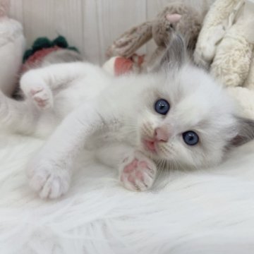 ラグドール【大阪府・男の子・2025年9月26日・ブルーポイントバイカラー】の写真「女の子みたいに可愛くて　優しい男の子💙」