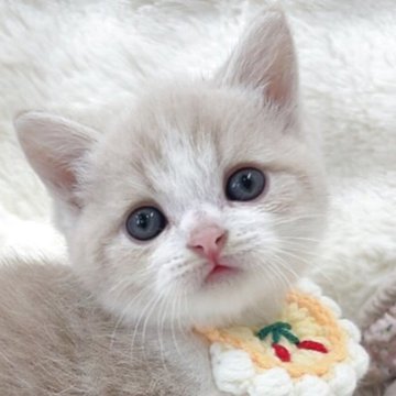 ミヌエット(長足)【大阪府・男の子・2025年10月25日・クリームタビー&ホワイト】の写真「うるっと大きな瞳の可愛い男の子🤍」