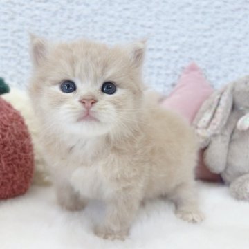 サイベリアン【大阪府・男の子・2025年5月29日・クリームタビー】の写真「むっちむちなビッグボーイ♡♡」
