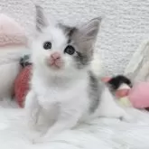 メインクーン