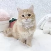 サイベリアン