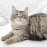 サイベリアン