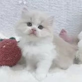 ミヌエット(長足)