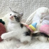 メインクーン