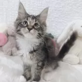 メインクーン
