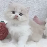 ミヌエット(長足)