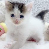 メインクーン