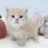 サイベリアン