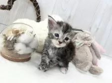 メインクーン【大阪府・女の子・2024年11月29日・シルバーパッチドタビー】の写真2