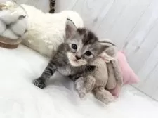 メインクーン【大阪府・女の子・2024年11月29日・シルバーパッチドタビー】の写真3