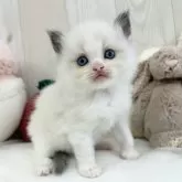 ラグドール【大阪府・女の子・2025年9月26日・ブルーポイントバイカラー】の写真2